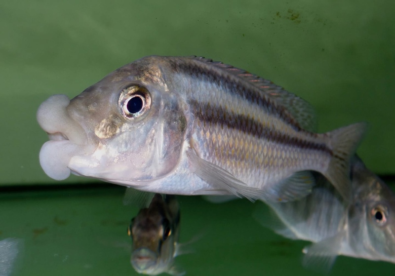 Cheilochromis euchilus